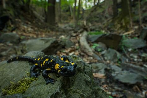 Top 8 Animals In The Smoky Mountains And Where To Find Them