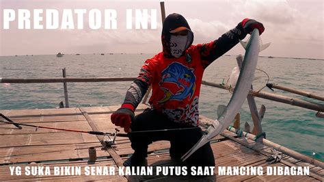 Mancing Ikan Cendro Teknik Mancing Ikan Cendro Koncer Dasaran