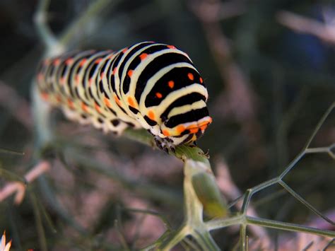 Oruga Escarabajo Insecto Foto Gratis En Pixabay Pixabay