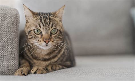 Cu L Es La Raza De Gato Que Vive M S A Os Consejos Para Cuidar A Tu