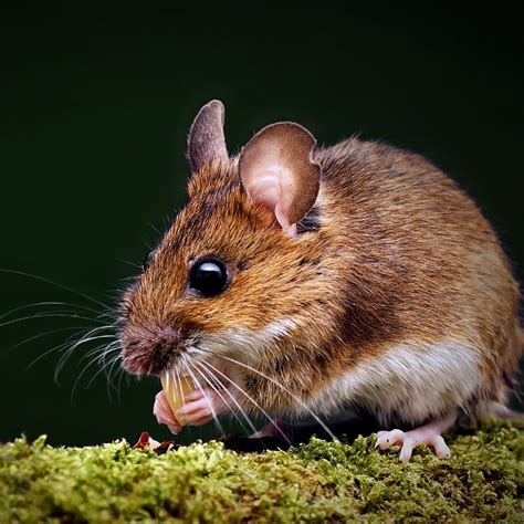 Do Mice Eat Insects? · ExtermPRO