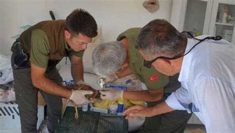 Yaralı Olarak Bulunan Kızılşahin Tedavi Altına Alındı Malatya Haber