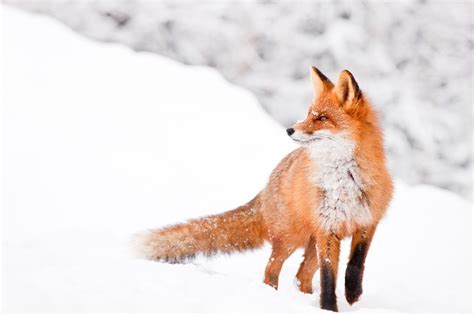 A Complete List Of Different Types Of Foxes With Pictures