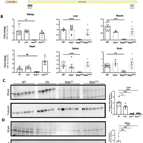 Generation And Characterization Of Two Novel Shpk Knockout Mouse