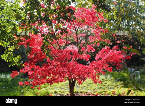 Acer Palmatum Osakazuki Tree In Autumn Displaying Vibrant Foliage