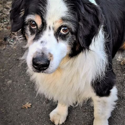 Ventajas De Convivir Con Un Perro Senior Mundo Cachorro