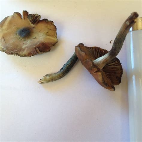 Nsw Id Request Please Mushroom Hunting And Identification Shroomery