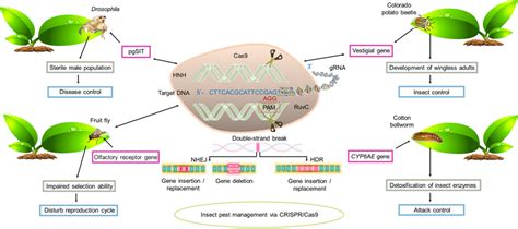 The Crisprcas9 Mediated Genome Editing Applications For Insect Pest