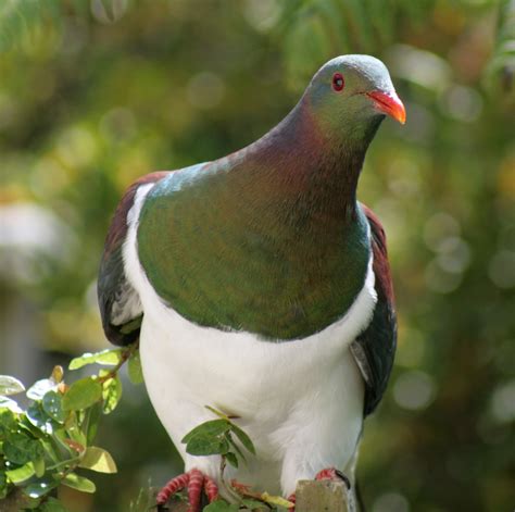 Peristeronic: PIGEON of January