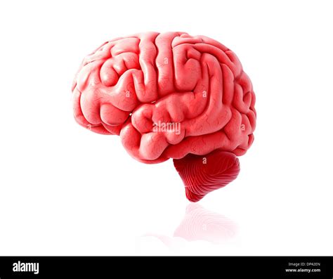 Cerebro De Humano Anatomia Imágenes Recortadas De Stock Alamy