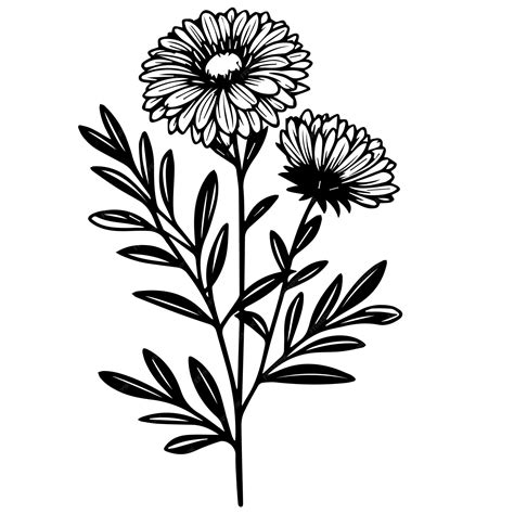 Premium Vector Black Aster Line Drawings Aster Flower Drawing Aster