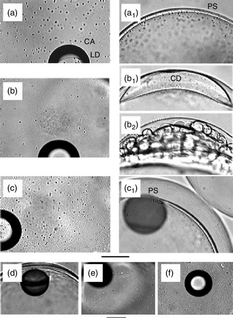 13 Distribution of cortical alveoli and formation of the perivitelline... | Download Scientific ...