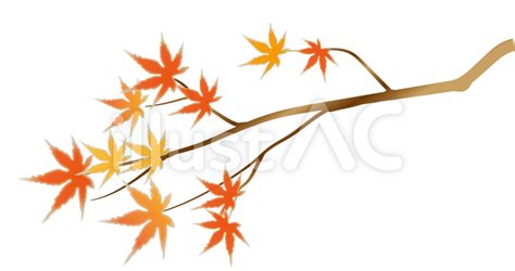 紅葉の木？イラスト No 88342／無料イラストなら「イラストac」