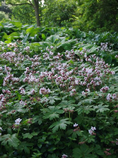 Geranium Macrorrhizum Album Beth Chattos Plants