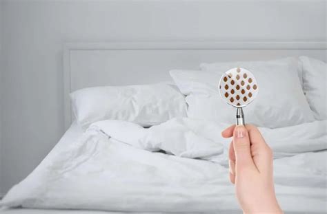 Tips And Tricks For Safe And Effective Bed Bug Removal