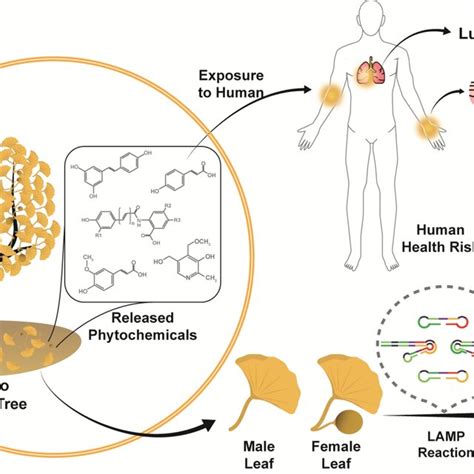 Assessment Of Ginkgo Biloba Scar Gbm And Lamp Detection Of Male Ginkgo