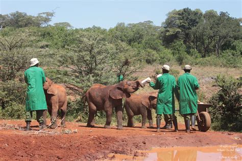 Tour of David Sheldrick Elephant Centre in Nairobi, Kenya - Wheels On ...