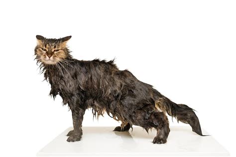 Um Gato Molhado Est Em Cima Da Mesa Isolado Em Um Fundo Branco