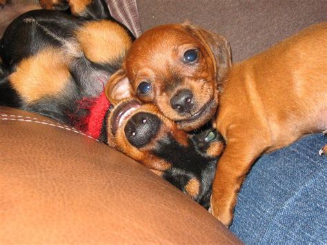 Weenie Dogs Dachshund Puppies Dachshund Love Cute Puppies Cute Dogs