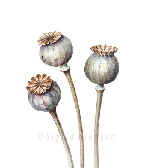 Poppy Pods Watercolor Painting