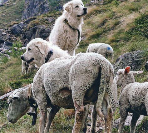 Cani Da Protezione Delle Greggi E Cani Pastore Gognablog