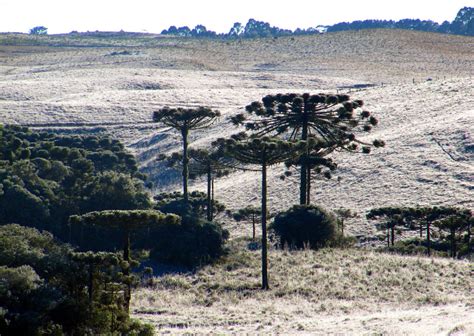 Após dias de frio temperatura volta a subir no Paraná Araucária no Ar