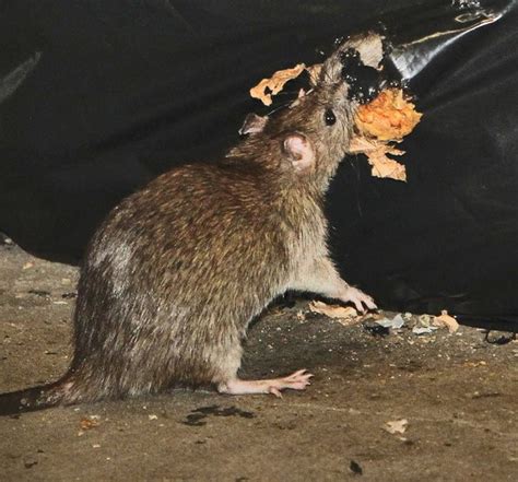 New York Rat Infestation has Commuters Snapping