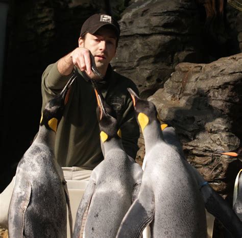 Cincinnati Zoos Purring Penguin Big Hit On Youtube