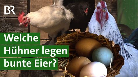 Von Natur aus bunt Diese Hühner legen farbige Eier Hühnerhaltung