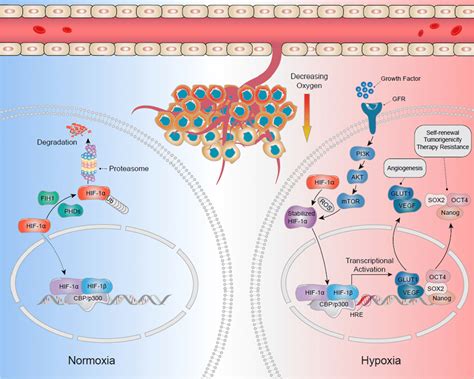 The Hypoxic Cancer Stem Cells Csc Niches On Csc Regulation Hif 1α Download Scientific