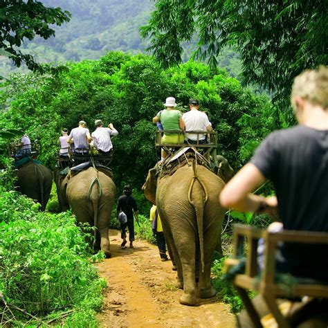 Elephant Trekking Tours In Phuket We Organize Elephant Trekking Tuors