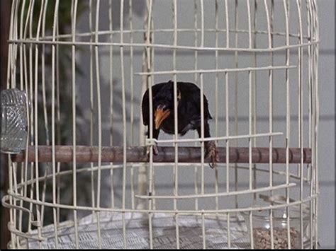 Bewitched Season 5 Episode 23 Tabithas Weekend 6 Mar 1969 Cult