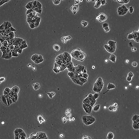 Mda Mb 361 细胞株宁波明舟生物科技有限公司，细胞，菌株 ，atcc，保藏中心