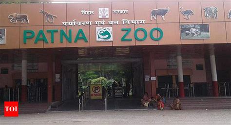 Patna Zoo welcomes a baby giraffe | Events Movie News - Times of India