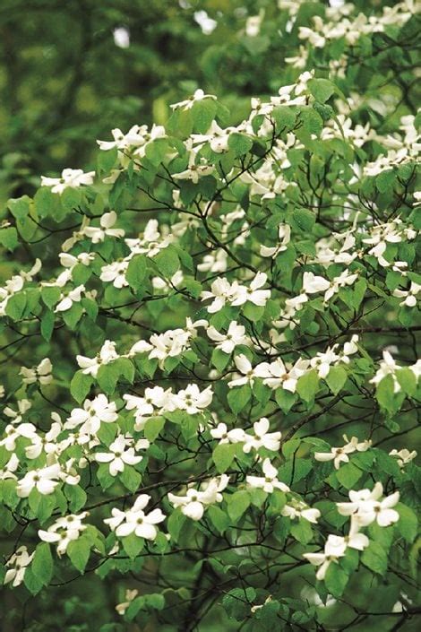 Dogwood Shrub Varieties