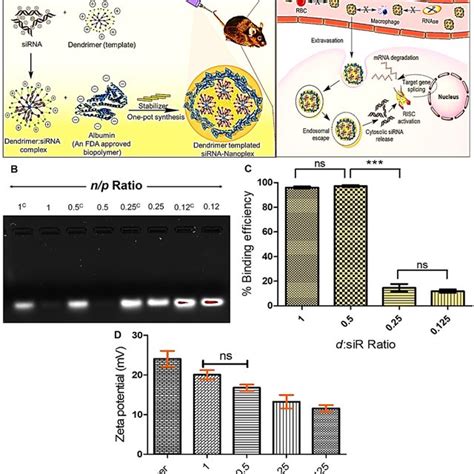 A Schematic For The Calcein Assay For Endosomal Escape B Endosomal