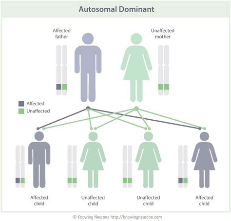 Autosomal Dominant By Knowing Neurons Knowing Neurons