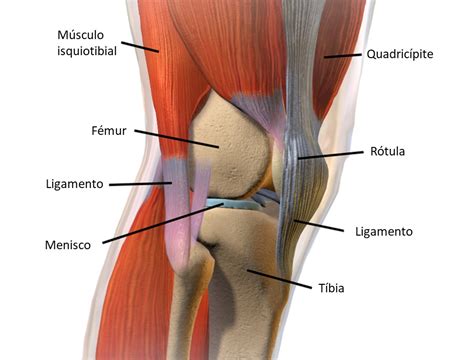 Les O Dos Meniscos Do Joelho Metis