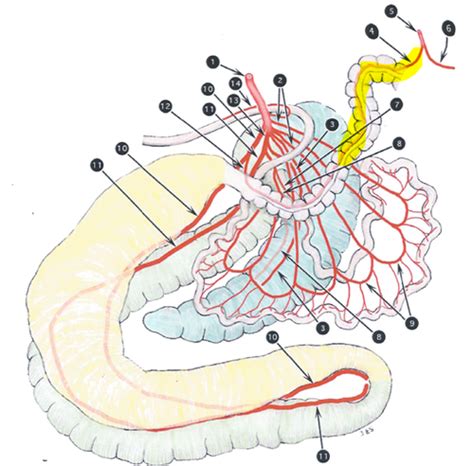 Equine GI Tract Flashcards Quizlet