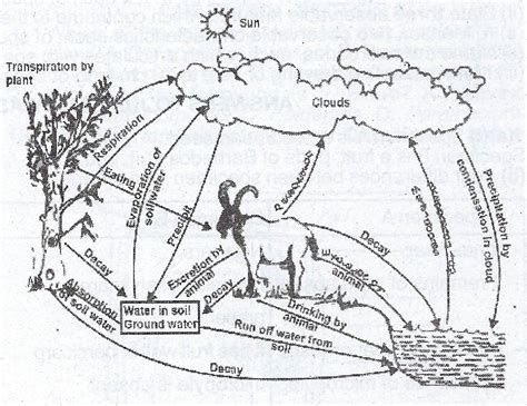 Ss Biology Lesson Note On Water Cycle And Nitrogen Cycle Erudites