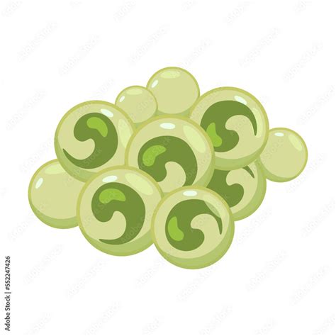 Frog Eggs Cartoon Vector Illustration Transformation From Eggs And