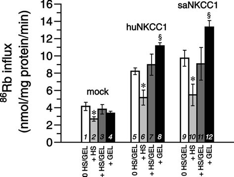 Effect Of A Heat Shock Treatment And Or Geldanamycin On 86 Rb Influx In