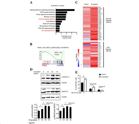 Activation of TGFβ signaling by R spondin2 a KEGG pathway analysis of