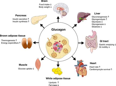 Nutrient Regulation Of Glucagon Secretion: Involvement In, 55% OFF