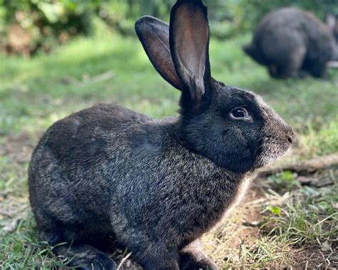 Heavenly Meadows Rabbitry Cage Free Holland Lops Lionheads And Flemish