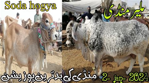 Malir Mandi Cattle Rates Update Jan Cattle Market Karachi