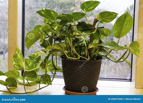 Houseplant Of Golden Pothos Or Devil S Ivy Plant Or Sirih Gading