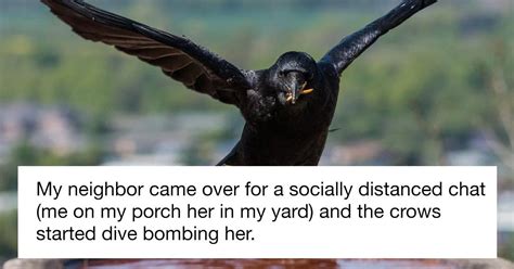 Woman Shares How Feeding And Creating An ‘Army Of Crows’ Near Her House Possibly Saved This ...