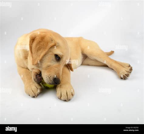 Yellow Lab Chow Mix Puppy