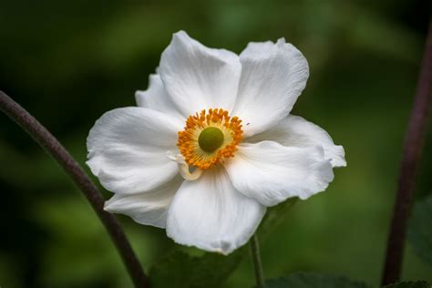 Flower Anemone Sylvestris Plant Free Stock Photo Public Domain Pictures